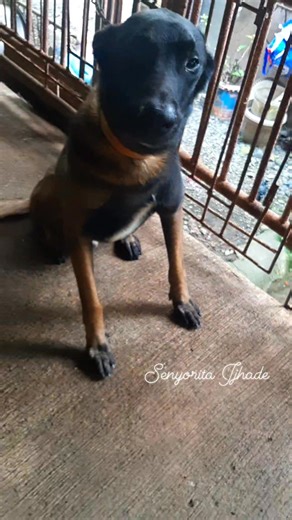 Puppy lang sila.noon ...big boys na sila ngayon  Quick visit sa Paitan home  | Jjhadelavlaces Jocelynramiscal | Facebook