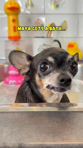Sound ON 🐶💦 Maya did a great job getting trough her bath time with just one escape attempt 👏 She shook herself a hundred times to minimize fur and water contact 😆💦 She stayed for the brush massage and warm ducky towel finale 😉 You have to tell her she was a good girl 🥰🐾🐶💦🛁 . #dogbath #funnydog #chihuahualove #tinybutmighty #wetdog #dogspaday | Tiny Chihuahua Cedric