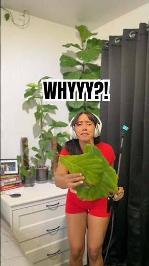 Why Is My Fiddle Leaf Fig Dropping Leaves? 🍃 (The Struggle Is Real) #plants #fiddlefig