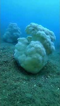 Exploring the Underwater World with a Fisherman's Daily Routine | Aqua Quest #diving #dive #shorts