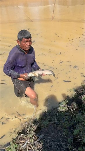 Big snakehead fish (ปลาช่อนใหญ่), cast net. Giant fish. #fishing