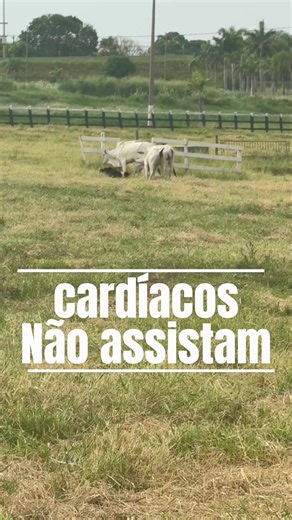Competição de Pastoreio com Border Collie