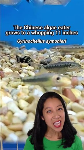 What’s a Siamese algae eater vs. Chinese algae eater vs. Flying Fox?