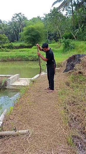 Ek Di Beaken Galeng Aing Mah, Ameh Beki Lega – Arti