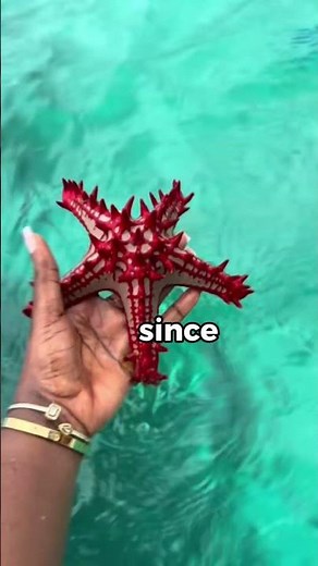Why You Should Never Catch A Starfish?!