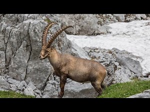 Why don't mountain goats fall off cliffs?! Liked by BBC Earth and National Geographic.