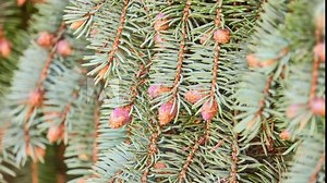 Blue spruce (Picea pungens), also commonly known as green spruce, white spruce, Colorado spruce, or Colorado blue spruce, is spruce tree. It is native to North America.