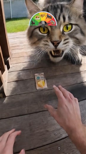 Leveling Up Through Animals! 🐈
