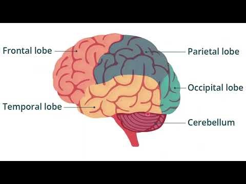 INTRODUCTION TO ANATOMY—Anatomy Made Easy