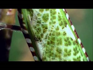 INSECTO ALIENIGENA - MANTIS RELIGIOSA