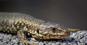 Des lézards au sang vert fluo intriguent les scientifiques