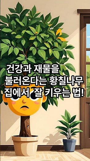 건강과 재불을 불러온다는 황칠나무 집에서 잘키우는 법 #황칠나무 #황칠나무화분에 키우기