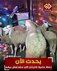 264K views · 2.7K reactions | Oran Pub on Reels | Facebook