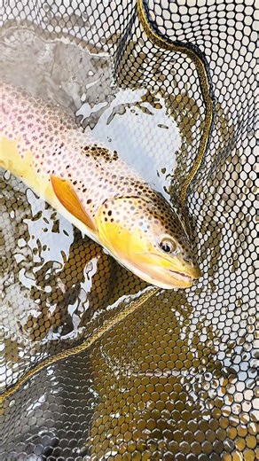 Brownie on the olive streamer #fishing #fyp #flyfishing #nature #water