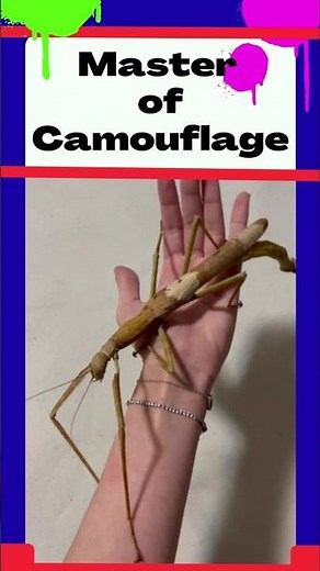 Amazing Stick Insect | Master of Camouflage 🪵🦗#facts #animals #Shorts