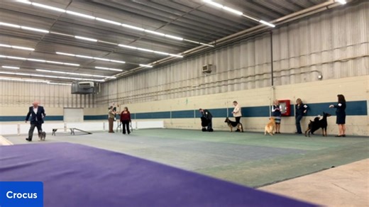 Crocus Obedience & Kennel Club | Canadian Dog Fancier