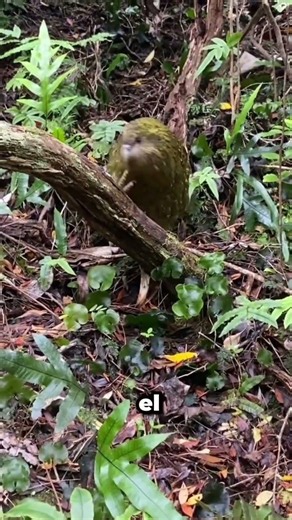 The kākāpō, the bird that cannot fly