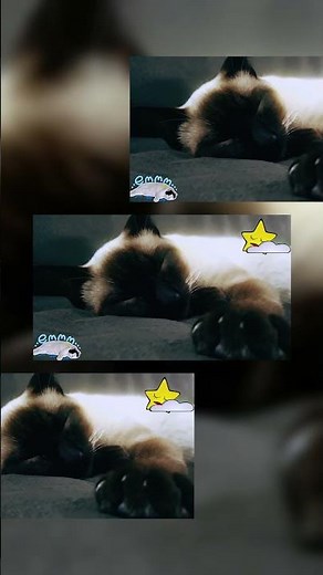 What Happens When Kittens Get Sleepy?