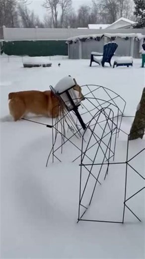 Corgi Overcome With Joy While Frolicking in Snow