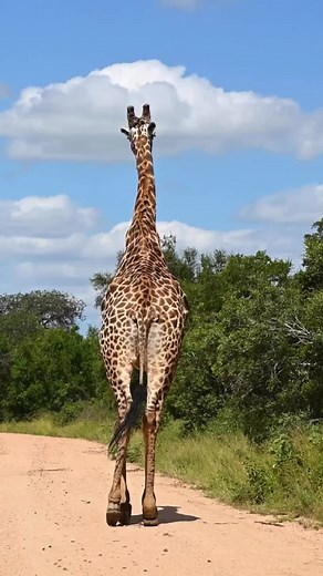 Nat NATURE on TikTok