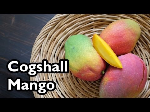 Truly Tropical Mango Varieties- ‘Cogshall’