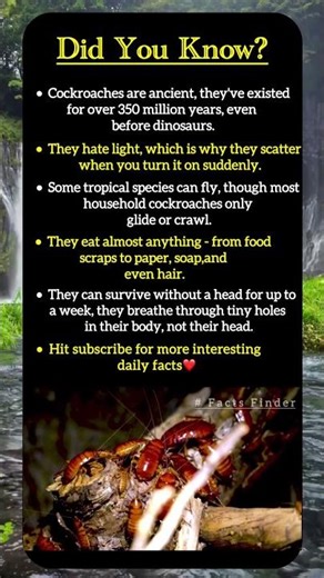 Did you know that Cockroaches eat almost anything.#viral #insect #shortvideo