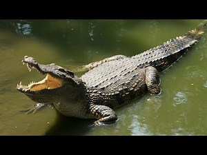 CRI du CROCODILE | 🐊 🔊 Crocodile Sound 🔊 🐊