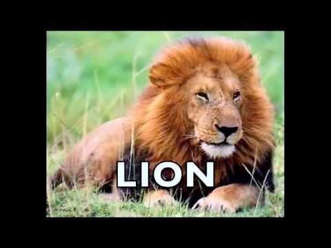 Animal Flash Cards With Cantata 700 BGM