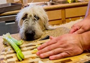 Is Celery Good for Dogs? - Benefits, Dos and Don'ts