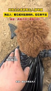 小狗狗快乐上岗，主人给加餐奖励不？ #dog #doglover #doglife | Lin Zhu