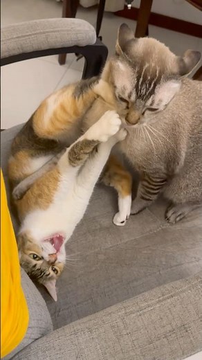 Molly and walt can’t stop fighting 😅 #cute #cat #catwalktour #catvideos