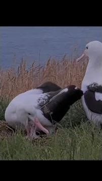 Royal Albatross Swoops Down To Meet Her Chick And Take Over Duties At The Nest