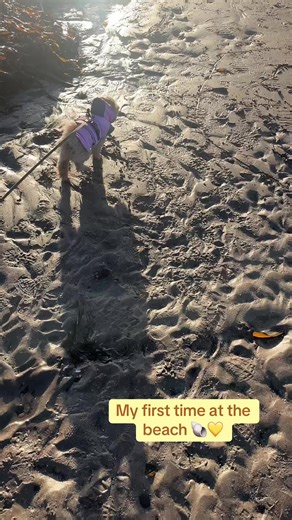 I went to the beach for the first time today… do you guys know how FUN it is?! I can’t wait to go back again 🤭 finished it off with a little bit of sausage and a big NAP at a nice lil cafe #fypp #treanding #walkies #beach @#MeuPetÉOStitch