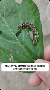 121K views · 9.1K reactions | How to control pest #tipsforgarden #backyardgarden #gardendecor #gardenideas #indoorgarden #srkgarden #srksucculents #indoorplants #decorindoor #outdoorplants | SRK | Facebook