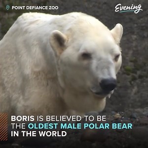 926K views · 1.6K reactions | At age 34, Point Defiance Zoo &...