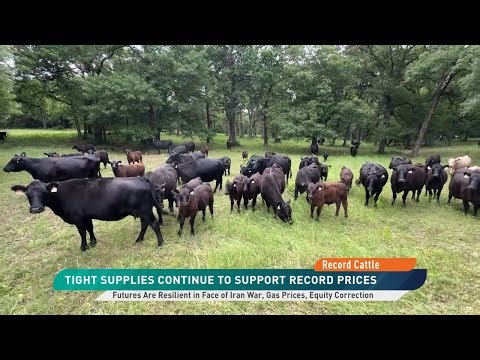 Record Fed Cattle Prices