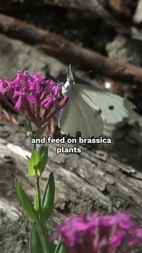 Pieridae: Whites, Yellows, Sulphurs, and Ghosts