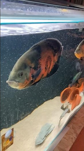 Red tiger oscar fish #fish #aquarium #cichlid #oscarfish #yt