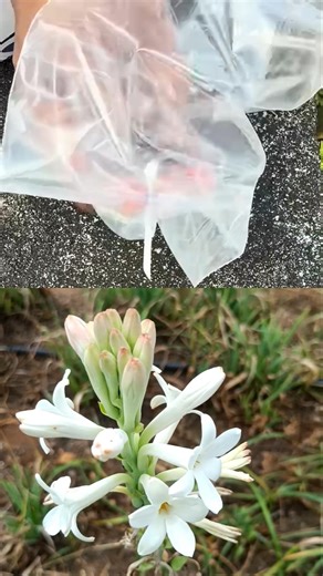 Gerius Garden Hack With a Cotton Bud!#diy #tips #lifehacks #shorts