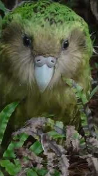 Earth లో చివరి parrot?! the flightless kakapo of new zealand 🦜😱