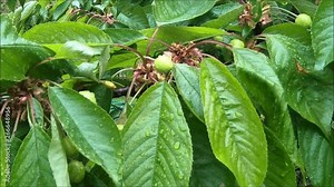 cseresznye (Prunus cerasus, Prunus avium),cherry, cherry baby