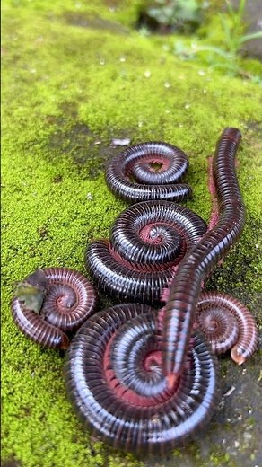 four large millipedes and their two offspring#shortvideo#centipede