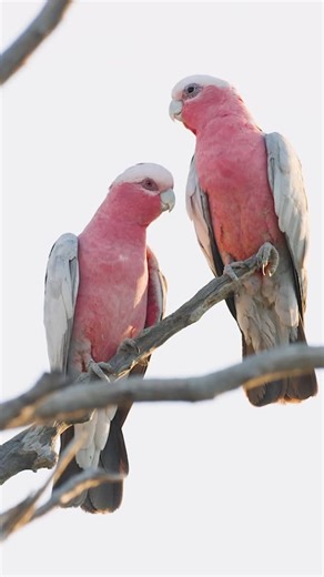 Jordan Dean on Instagram: "Australia’s iconic Galah (Eolophus roseicapilla). These vibrant parrots are extremely social, often seen flying together in large (and very noisy) flocks. Galahs often form lifelong bonds with their partners. One of the ways they show their affection is by nuzzling and grooming each other (as seen in the second shot). Their genders can be easily identified by looking at their eyes. Males and younger birds have dark brown eyes, and the females, more of a reddish-pink. �