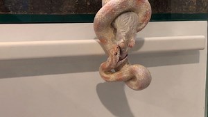 WATCH: Snake devours mouse