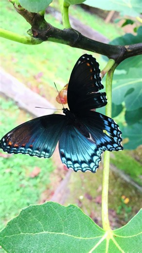 Capturing the Beauty of Butterflies in Photography
