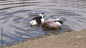 Two ducks swimming and plunging in the water, medium close-up view.