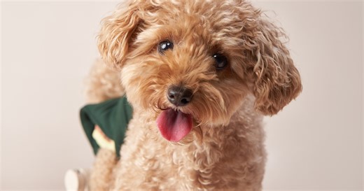 Tiny Maltipoo Puppy ‘Learns She Can Bark’ in Moment of Sweetness