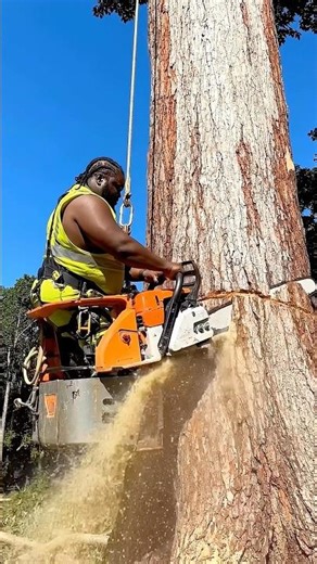 the full force of this big man cut down a big old tree #fyp #chainsaw #chainsawman #wood #tree
