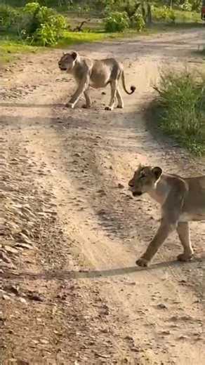 asiatic lion 🦁 || short || #short #asiaticlion