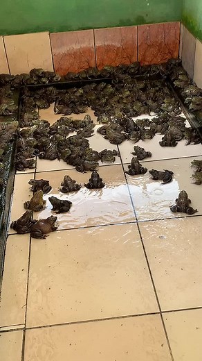 Exploring a Diverse Group of Indoor Frogs